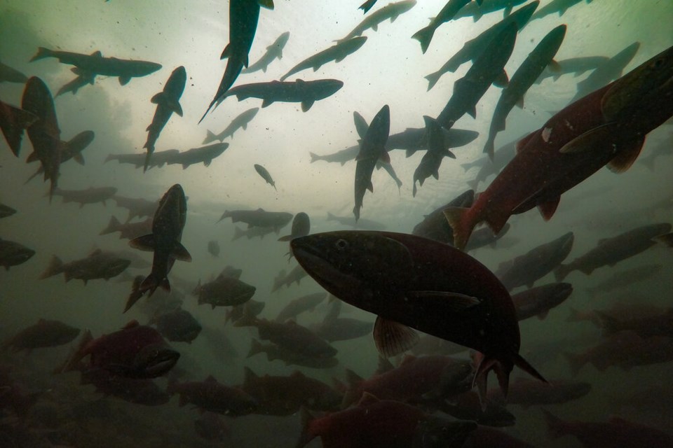 Migrating salmon