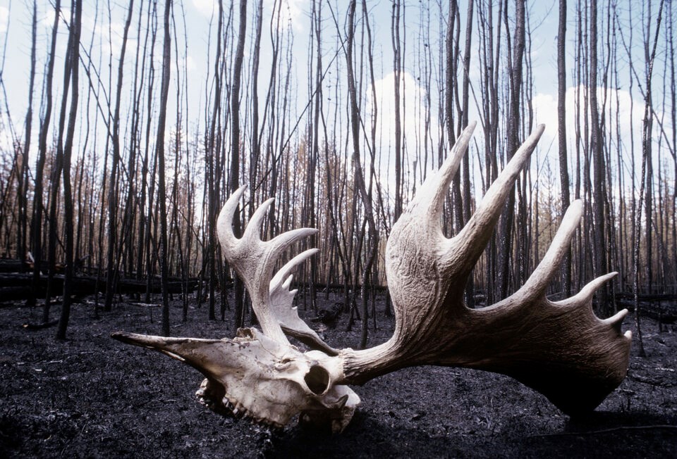 moose-skull-in-burned-forest
