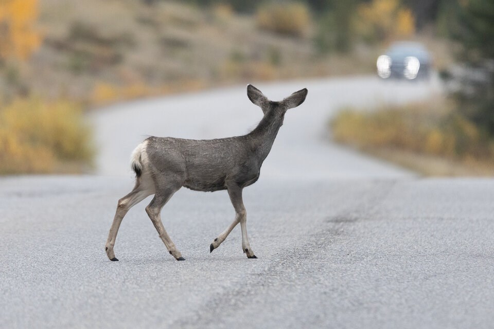 mule-deer