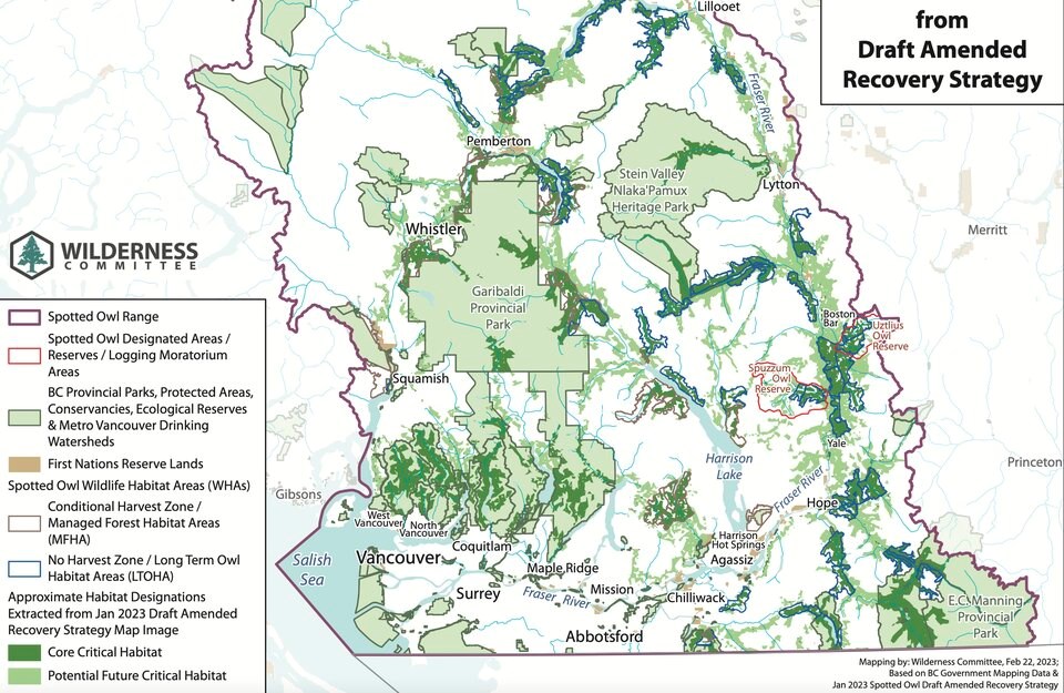 northern-spotted-owl-habitat-in-bc