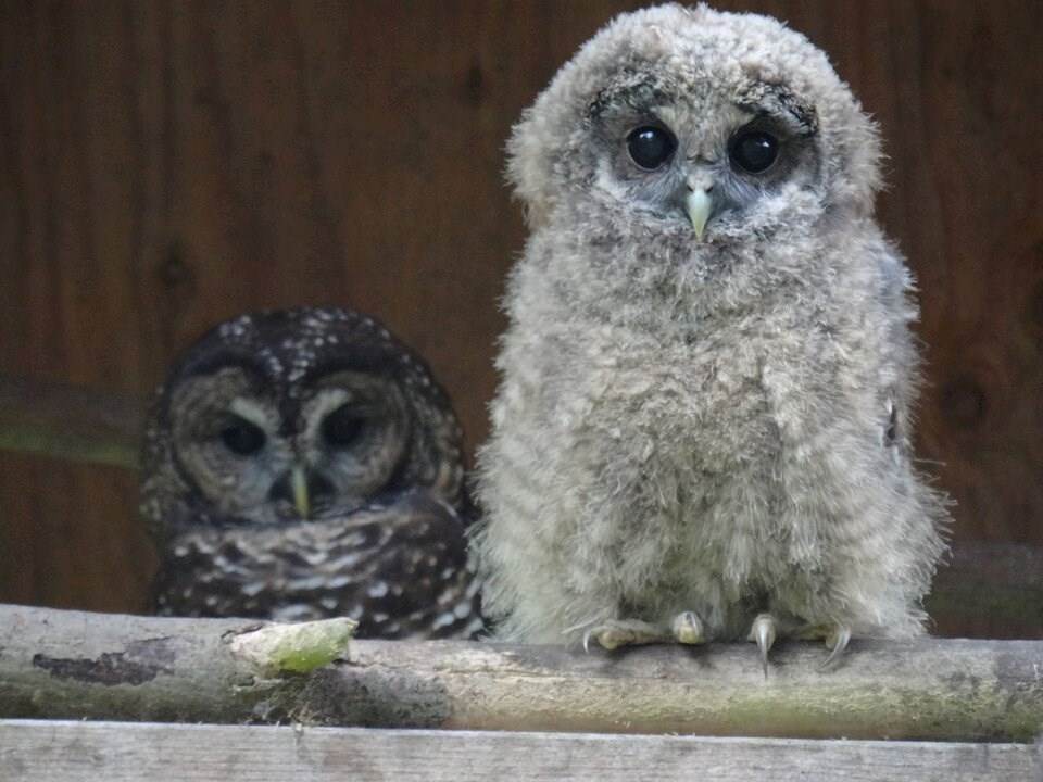 adolescent-spotted-owl