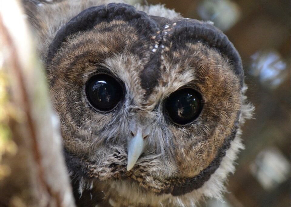 northern-spotted-owl