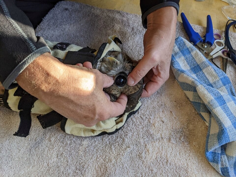 owl-eye-checkup