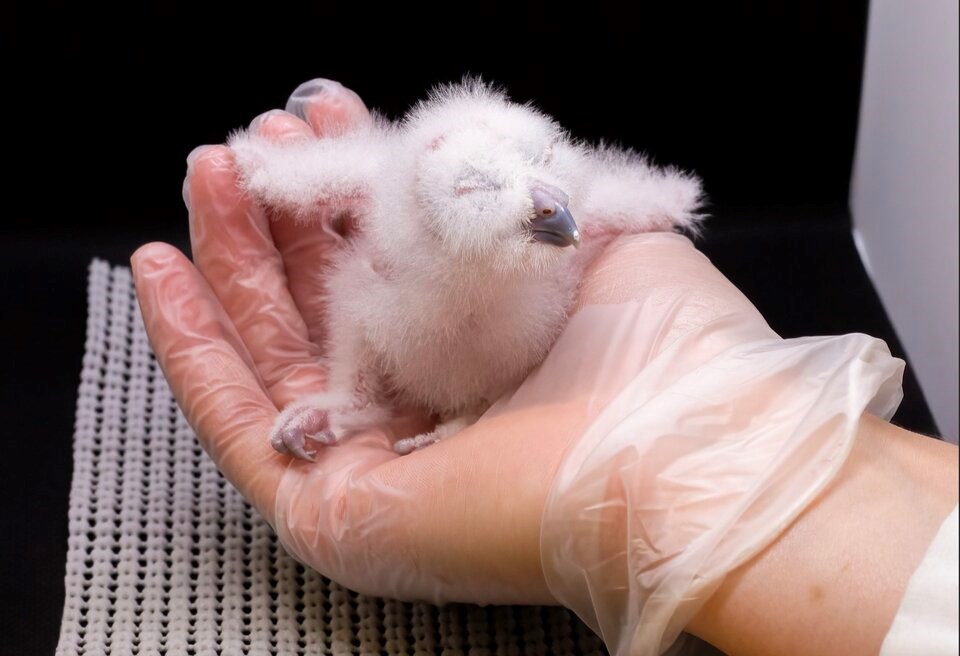 spotted-owl-chick