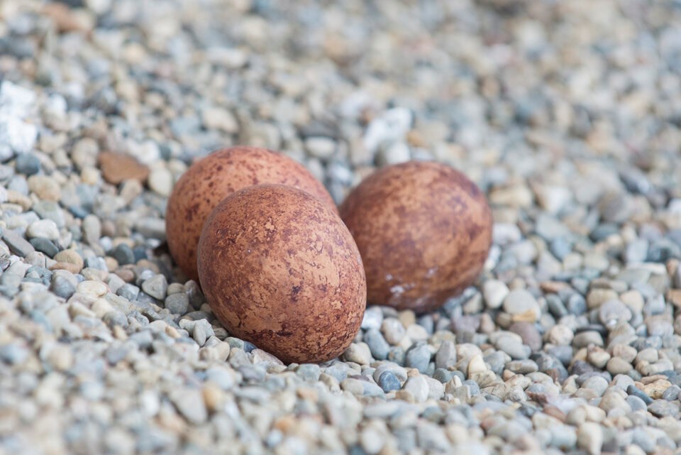 peregrine-falcon-eggs