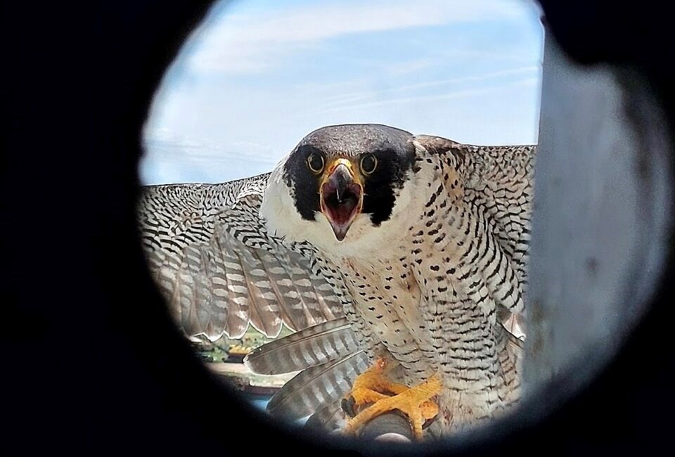 peregrine-falcon-toronto-2