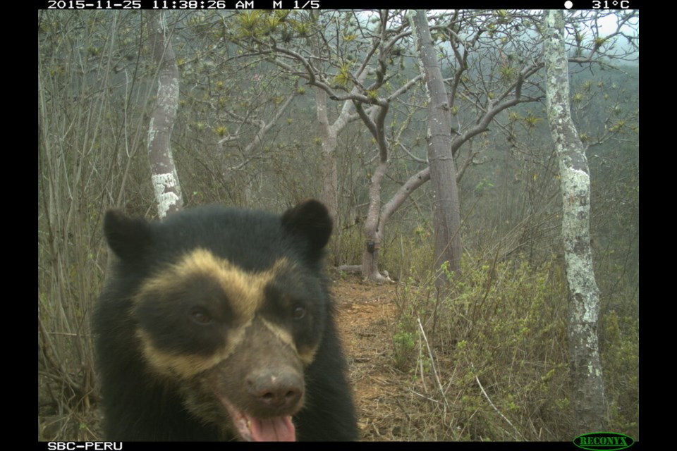 A curious spectacled bear approaches a wildlife camera in the Laquipampa Wildlife Refuge in northern Peru, Nov. 25, 2015.