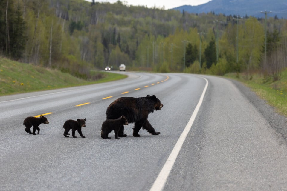 single-use_caption__a_family_of_black_bears_cross_a_highway_in_canada_credit__liam_brennan_usage__single_use_only