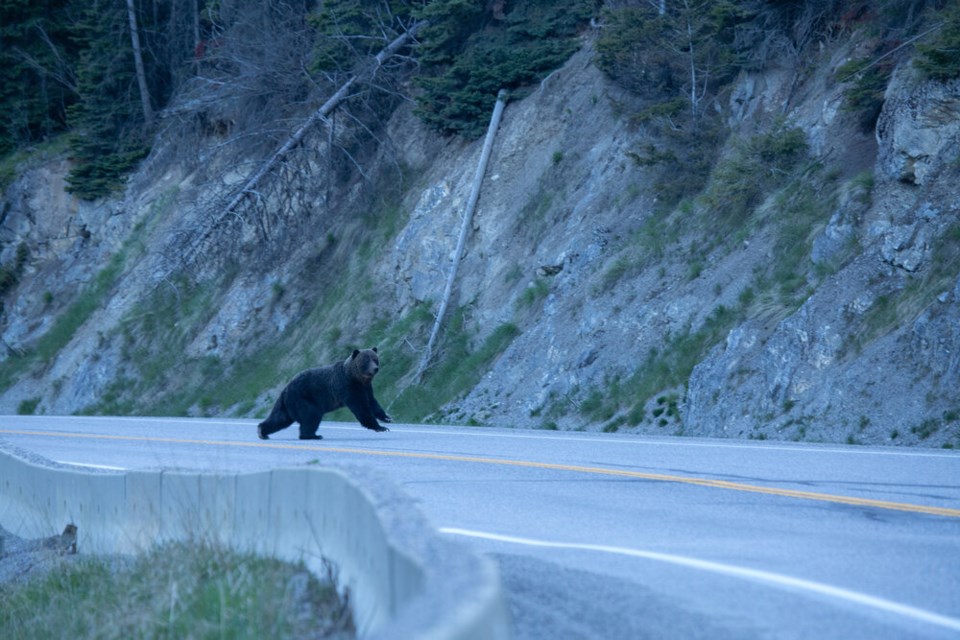 single-use_caption__a_grizzly_bear_crosses_a_highway_in_canada_credit__liam_brennan_usage__single_use_only