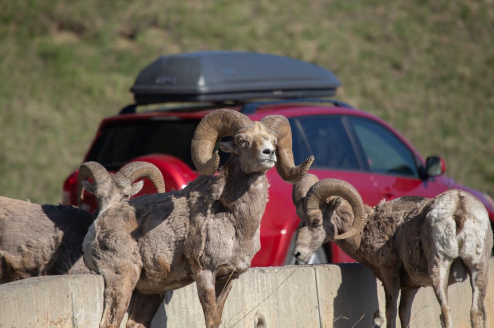 single-use_caption__bighorns_graze_near_a_highway_in_canada_credit__liam_brennan_usage__single_use_only