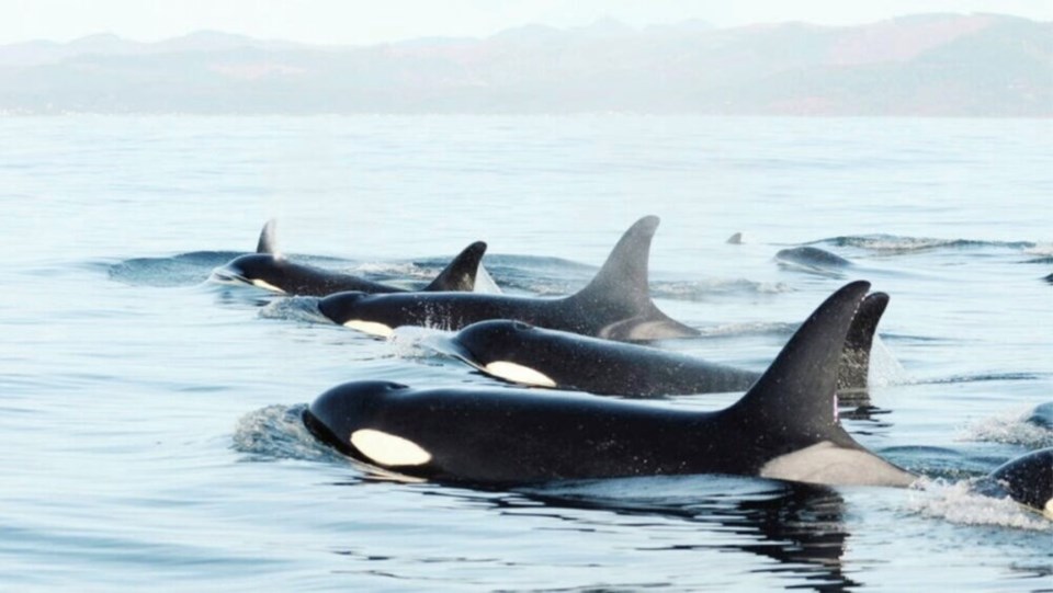 Southern resident killer whales