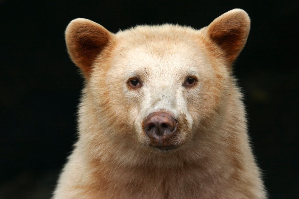 Spirit bear Neasloss 2