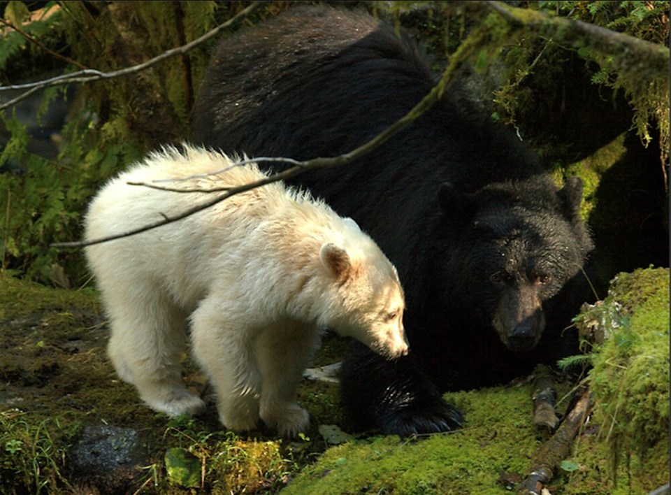 Spirit bear Neasloss