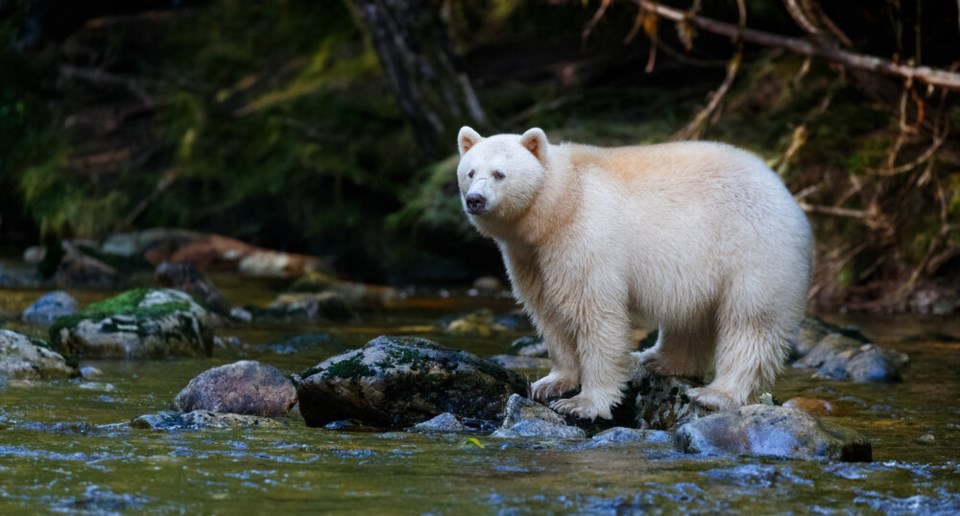 Spirit bear