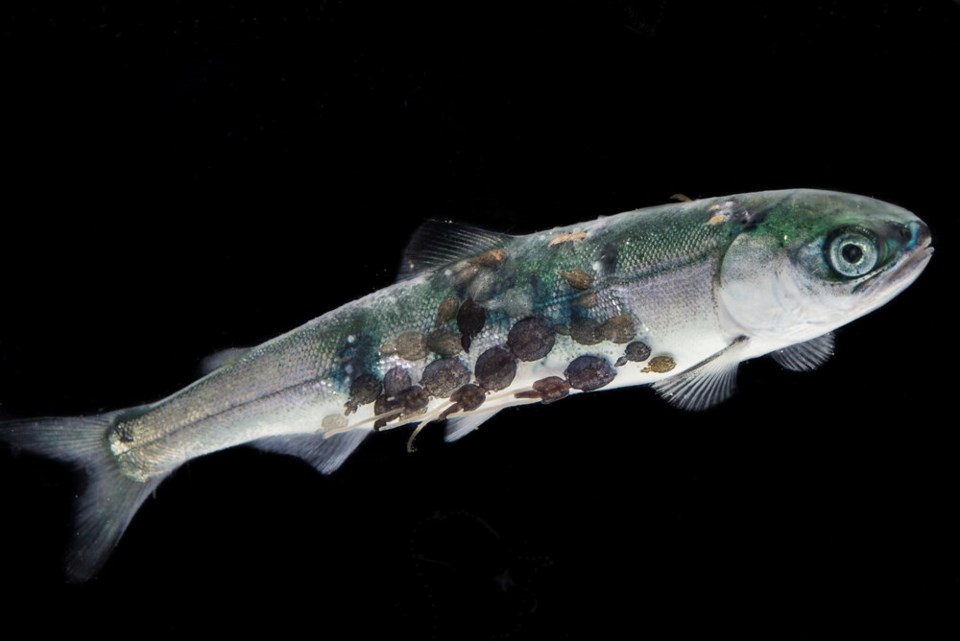 tavish campbell salmon sea lice 1