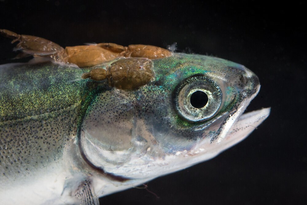 'A scientific sin': 16 Canadian salmon scientists claim DFO sea lice report was manipulated