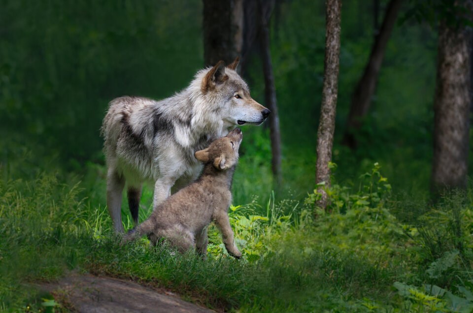 Provinces licensing wolf fur farms, B.C. group reveals - Vancouver Is  Awesome