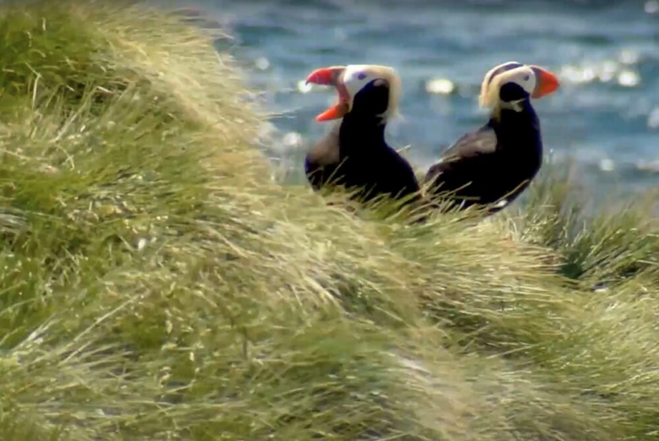 Tufted puffin