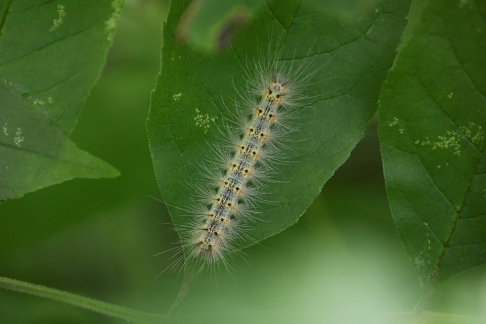 webworm