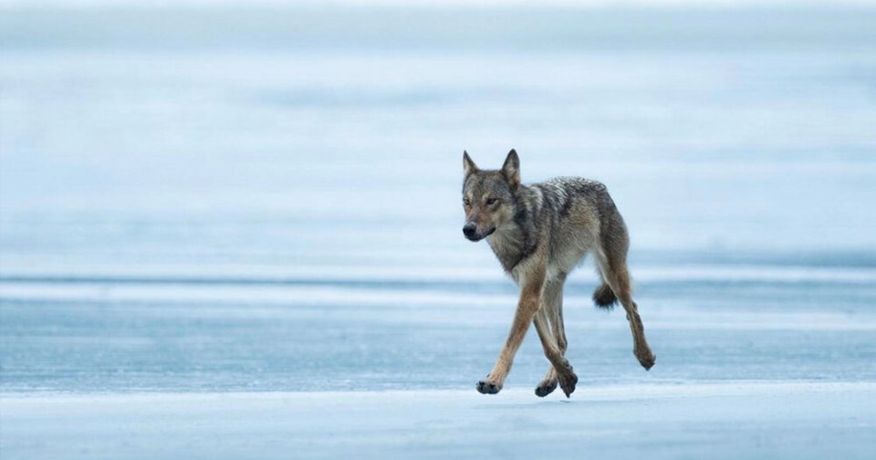 Wolf - Great Bear Rainforest