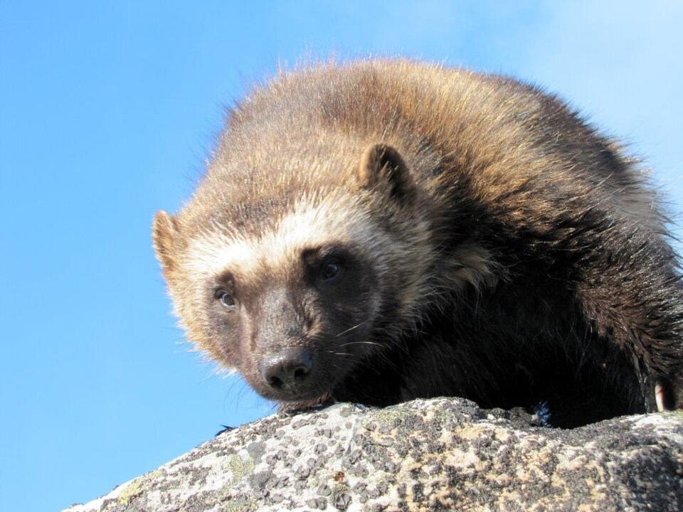 wolverine-nunavut-1