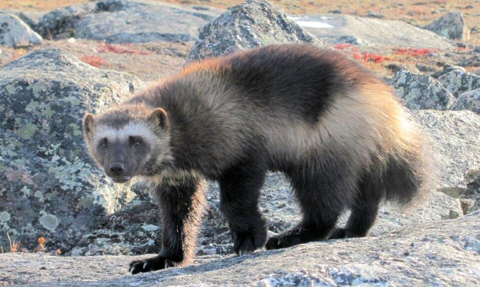 wolverine-nunavut-2