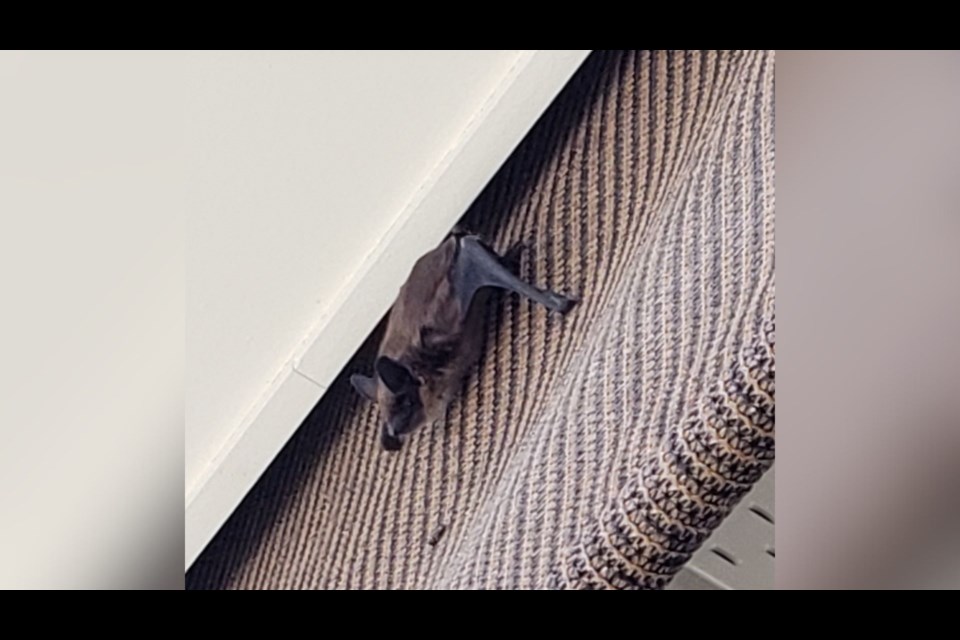 New study is asking for assistance from the public:  please report sightings of bats using your exterior roll up blinds, shades, or awnings.