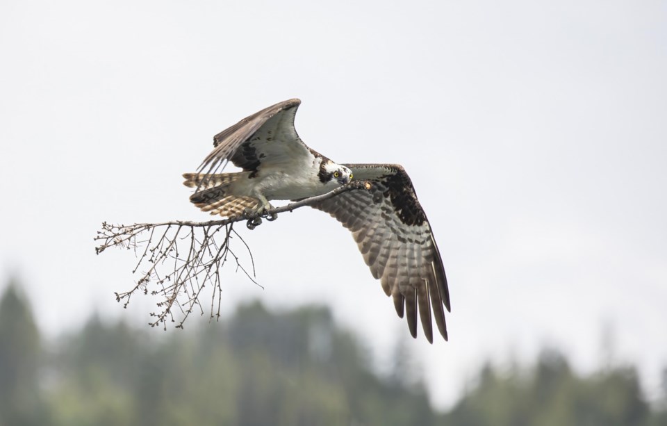 BCInteriorosprey