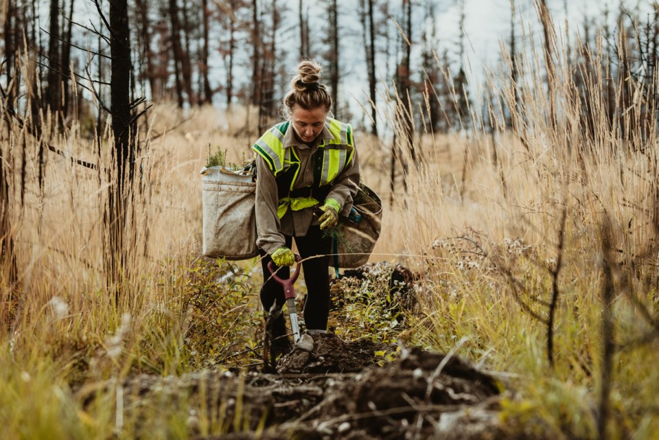bctreeplanting