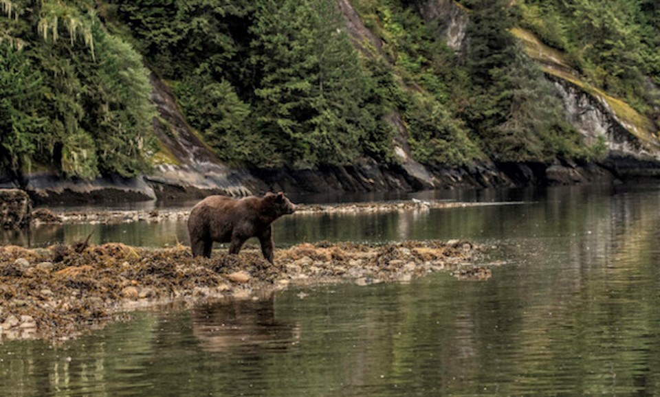 BCwildlifebearwater