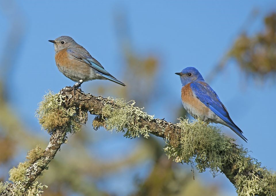 bluebird_pair_photo_by_bill_pennell_3412