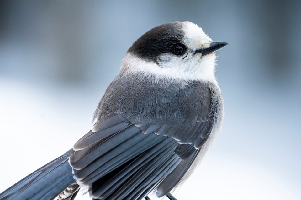 canadajay