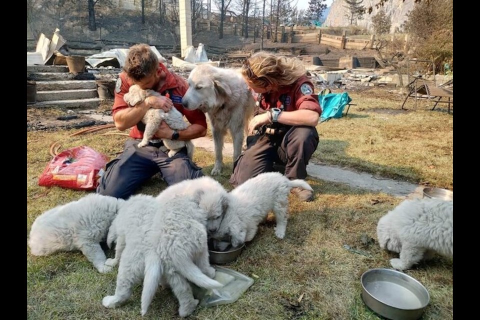 Chad and Olivia comforting Tricia Thorpe's dogs after finding them alive in the aftermath of the 2021 Lytton Fire.