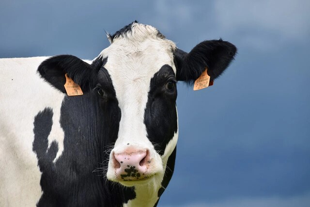 cow