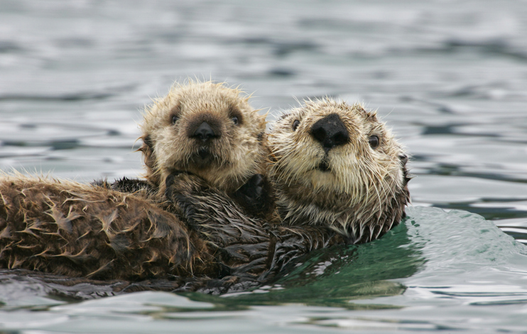 Indigenous communities managed sea otter populations for millennia