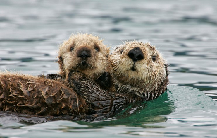 Indigenous communities managed sea otter populations for millennia ...