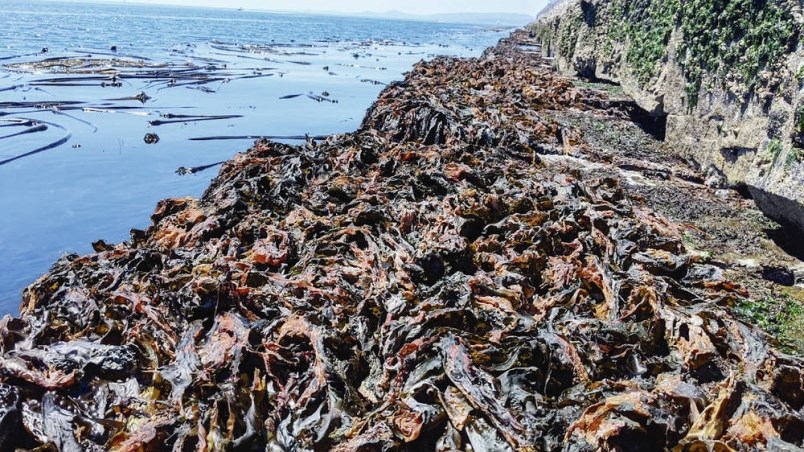 University of Victoria researchers documented dried-out kelp at Ogden Point on June 27, during a period of extreme heat.