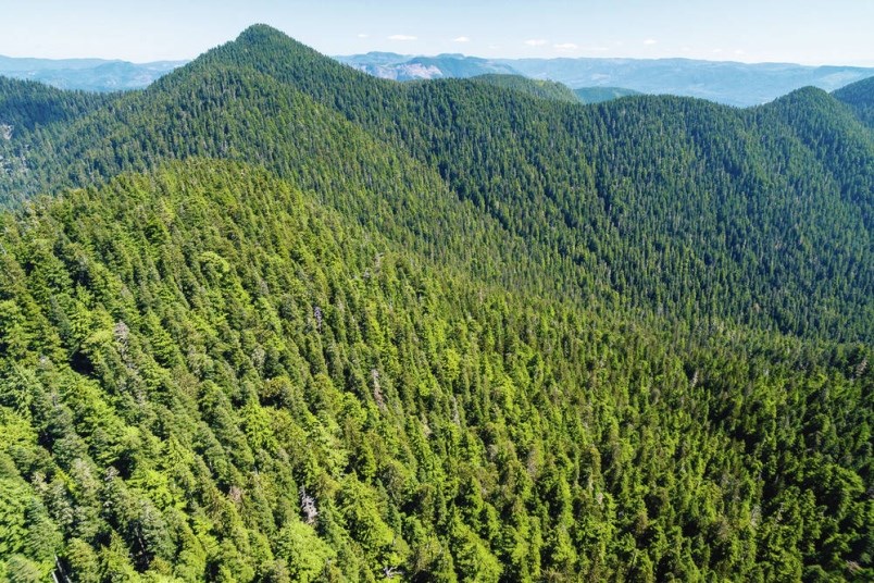 A blockade has been set up to prevent forestry workers from accessing a cut-block in the Fairy Creek rainforest, near Port Renfrew.