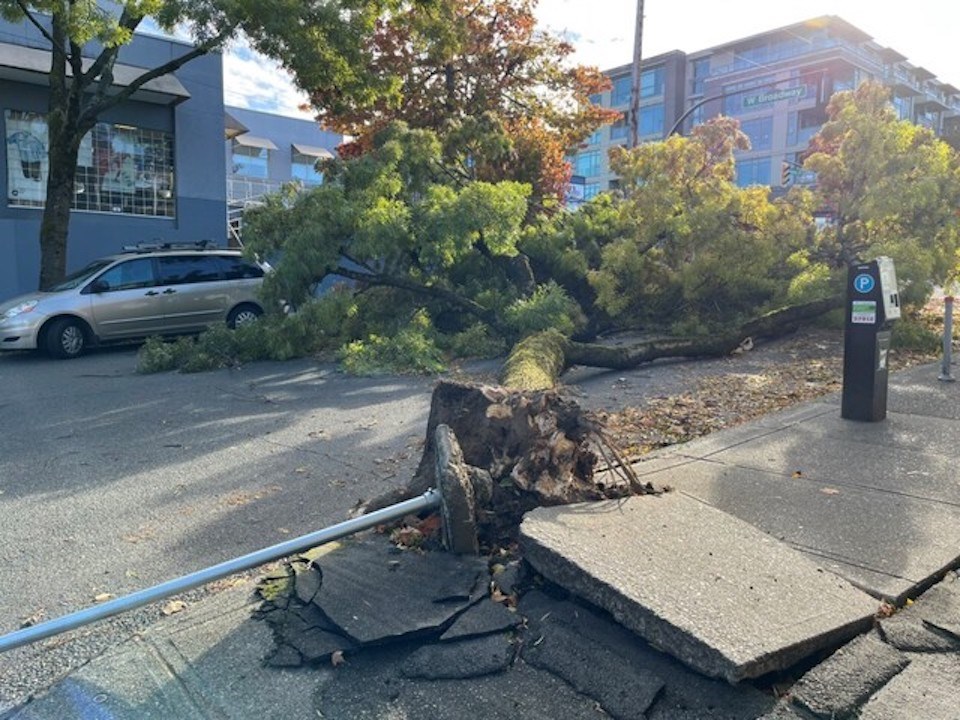 fallen-tree-vancouver_p3633780