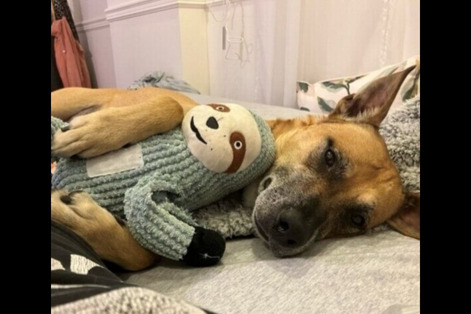 Farley is a 6-years-old male German shepherd/pit bull terrier. He's a soft boy who prefers quiet evenings on the couch, cuddling with humans.