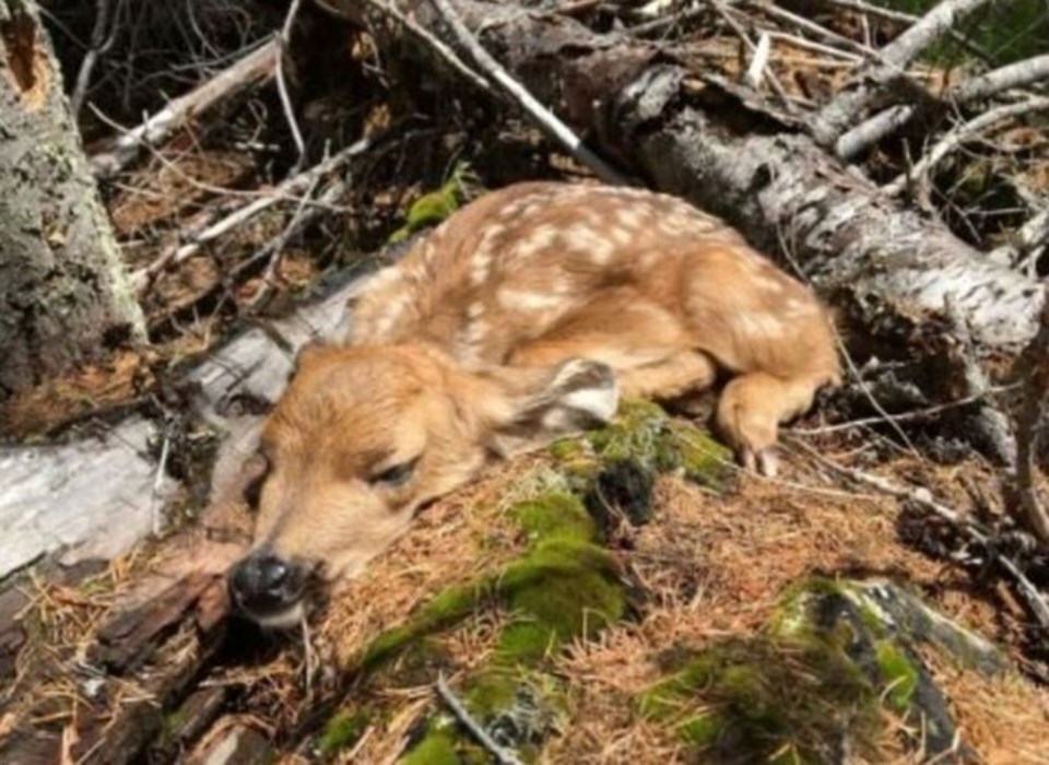 fawncos