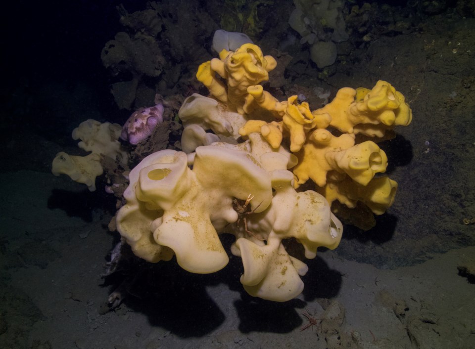 glass sponge