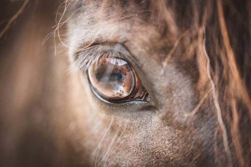 horseeyecloseup