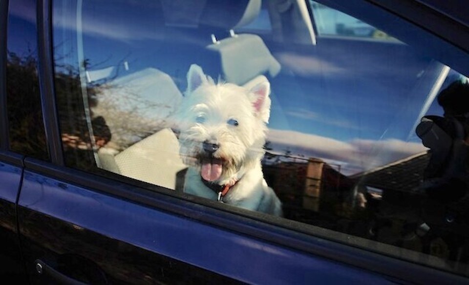 hot-dog-car-pets-pet.jpegw960._p3543187_p3601180