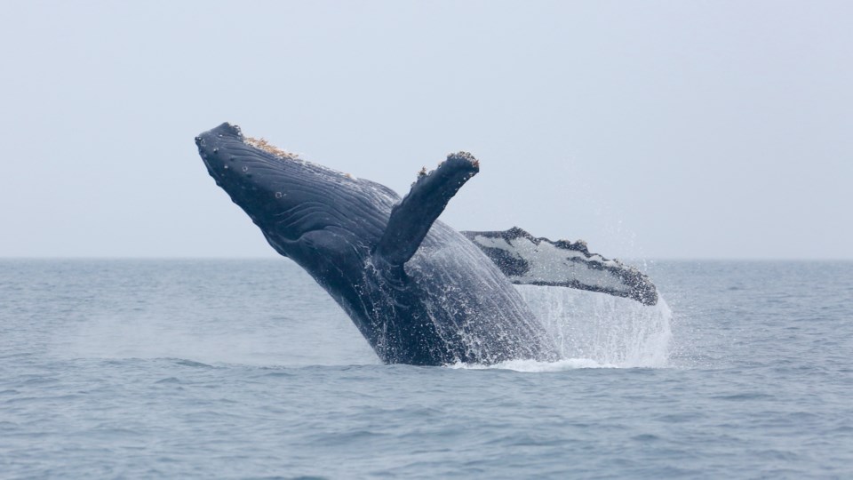 humpbackwhale