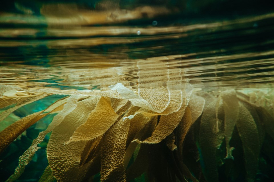 kelpinwater