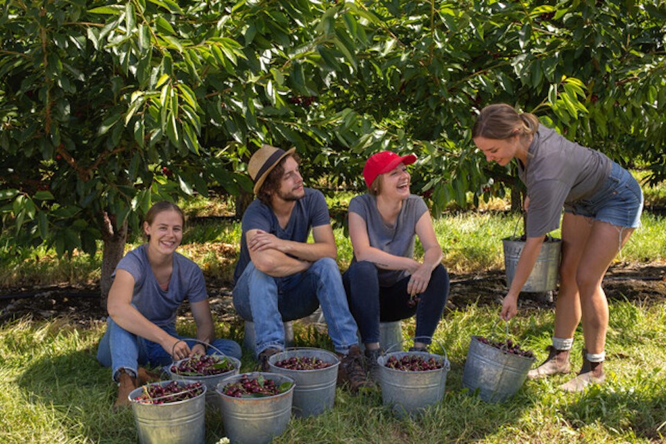 orchardworkers