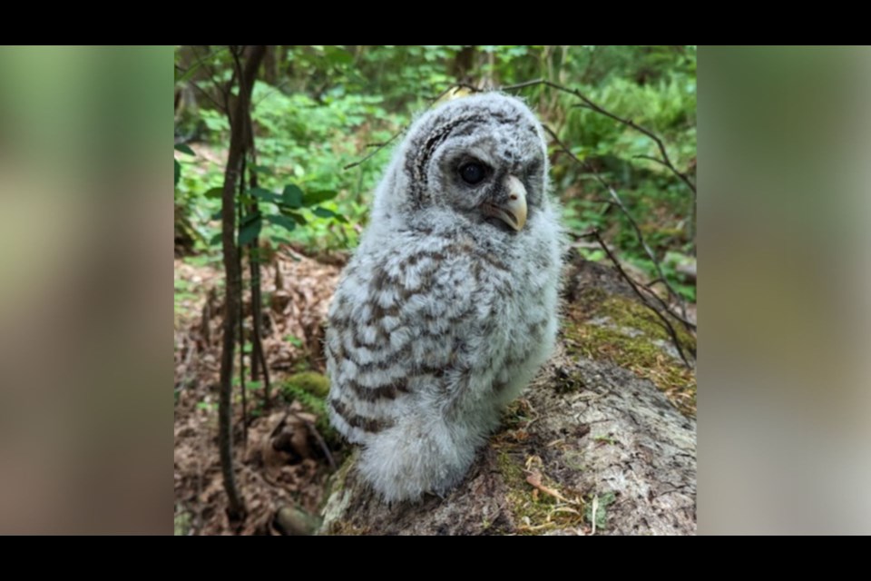 The owlet was discovered in Brackendale. 