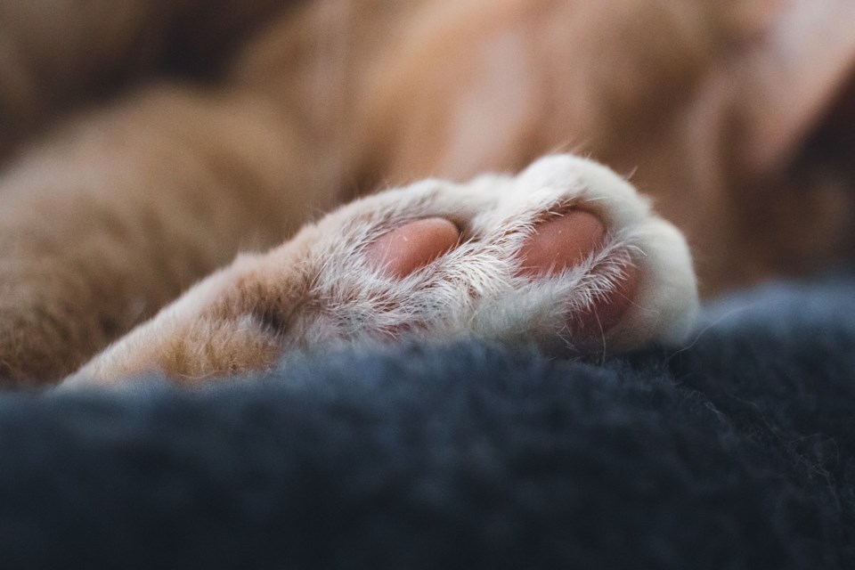 pawcloseup