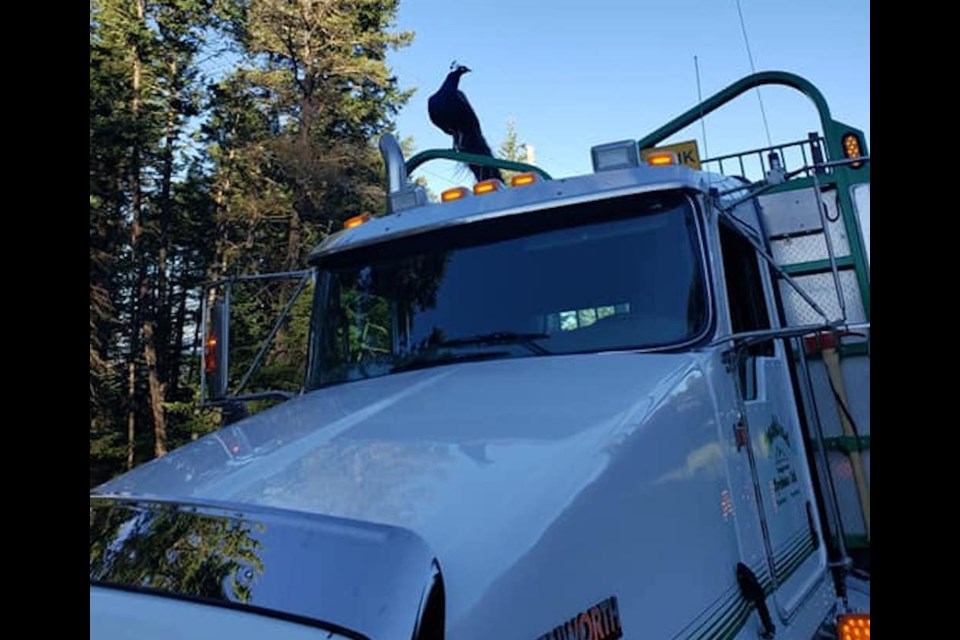 The peacock that didn't want to walk.